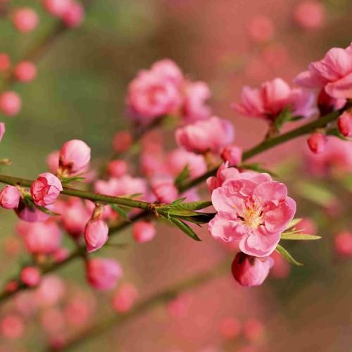 دانلود آهنگ بلوچی مرو مرو تو مرو تنها مرو با صدای زن